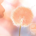 Embrace the Tranquil Elegance of Pantone's Color of the Year 2024: Peach Fuzz